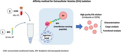 Proof of concept of using a membrane-sensing peptide for sEVs affinity-based isolation